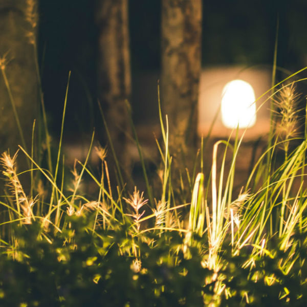 Close up view of illuminated blades of grass.