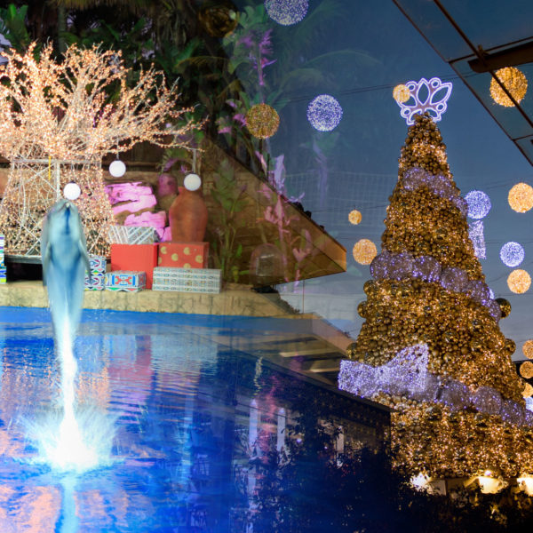 Picture composition of dolphins in front of a light sculpture baobab tree and a christmas tree made of golden baubles with a white ribbon wrapped around it.