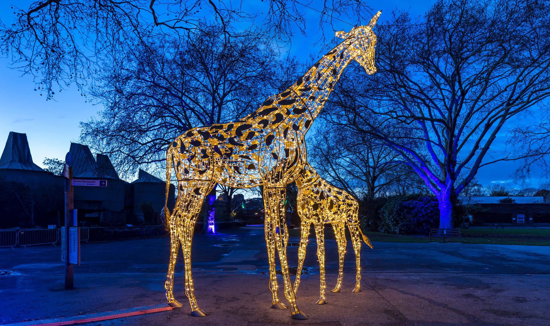 Zoo Lights the phenomenon that turns zoos and other wildlife spaces